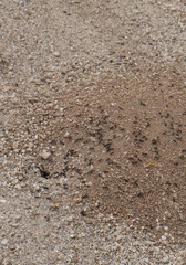Ant colony in its natural habitat.