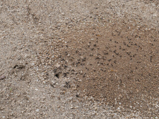 Ant colony in its natural habitat.