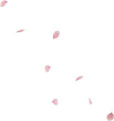 falling cherry blossom flower petal