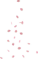 falling cherry blossom flower petal