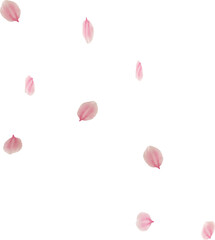 flying pink cherry blossom petal