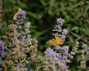 butterfly on lavender