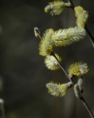 willow buds in spring