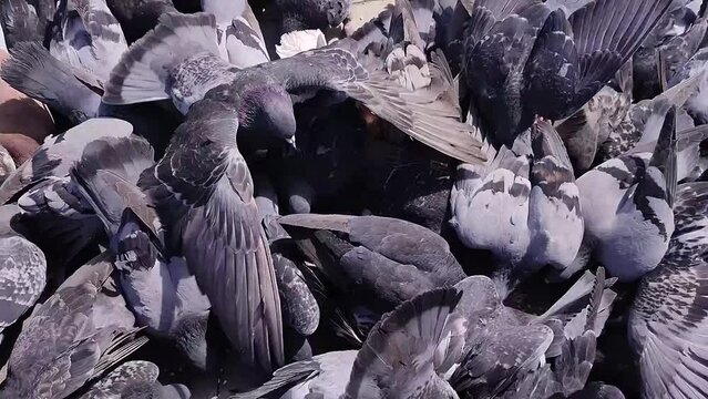 A large flock of pigeons fight for food in a city park. Mad birds attack each other. Fight for survival. Feeding a flock of pigeons birds with grain. Vertical video	