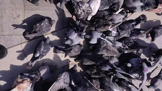 A large flock of pigeons fight for food in a city park. Mad birds attack each other. Fight for survival. Feeding  flock of pigeons birds with grain. 