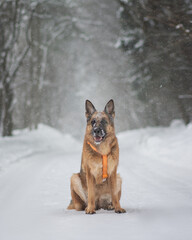 german shepherd dog in snow