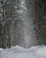 snow covered trees in the forest