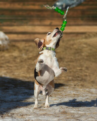 The beagle is playing