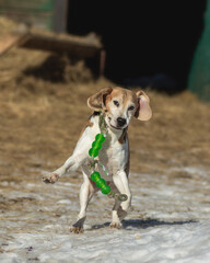 The beagle is playing