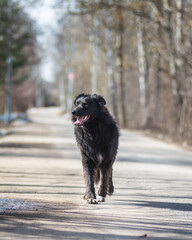 dog in the park