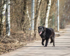 black dog walking