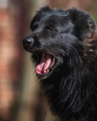 black and white dog