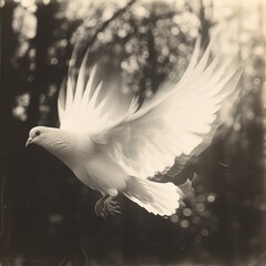 Peaceful Doves: Serene Images of Graceful Birds
