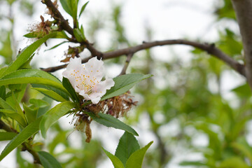 Fresh spring blossom of apple tree with green leaves, Flowering apple tree, Beautiful flowers of apple trees in spring, Spring background, flowering trees, Apple tree, flower, closeup