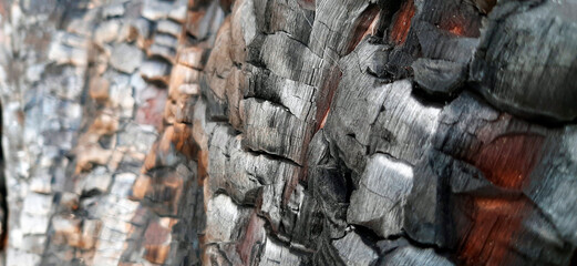 Burnt driftwood texture 6