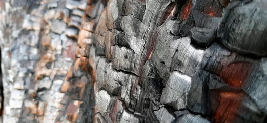 Foto auf Glas Burnt driftwood texture 6 © Charline