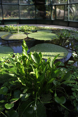 Botanical garden - Zagreb - Croatia