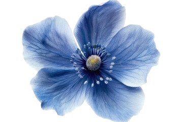 blue flower isolated on white or transparent