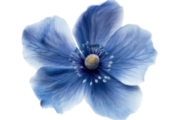blue flower isolated on white or transparent