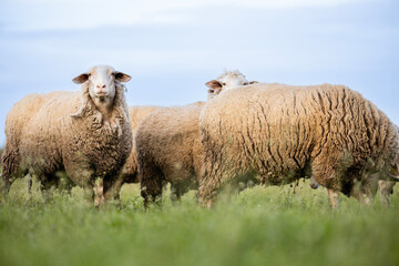 Sheep herd on farmland grazing.