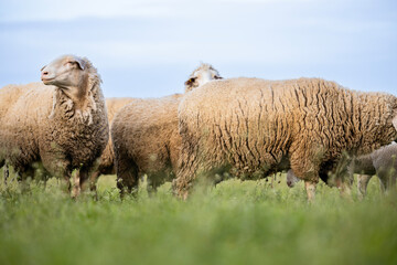 Sheep domestic animals standing and grazing in the field.