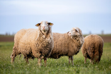 Fototapeta premium Sheep domestic animals standing at the farm.