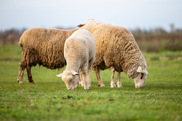 Obraz na płótnie Canvas Sheep standing and grazing on farmland.