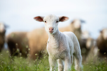 Close up view of lamb standing at the farm.