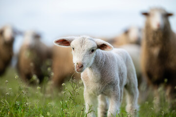 Close up view of lamb standing at the farm.