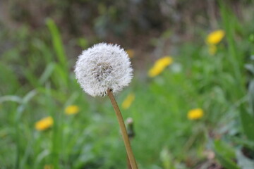 mit Schirmchen verteilen