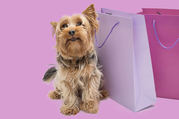 A toy dog breed is playfully sticking its tongue out in front of shopping bags, showcasing its...