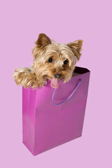 A small Toy dog, a member of the Canidae family and known as a Companion dog, is peeking out of a shopping bag while sniffing the air