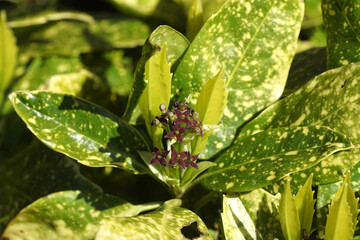 Close up Flowering Aucuba japonica Variegata (spotted laurel, Japanese laurel, Japanese aucuba,...