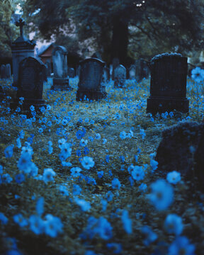 old gothic cemetery in the sea of blue flowers