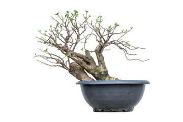 The branch structure of the Bougainvillea tree is in the process of creating a bonsai.