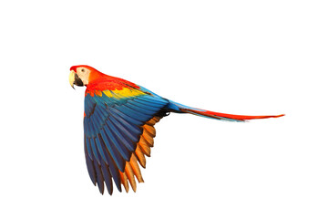 Colorful flying Scarlet Macaw parrot isolated on transparent background png file	