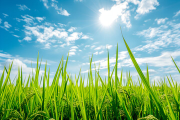 Obraz premium close up view of paddy field under blue sky