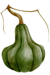 Ripe,watercolor autumn pumpkin.Colorful seasonal vegetable illustration.