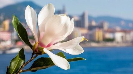 Fototapeta premium pink magnolia flowers