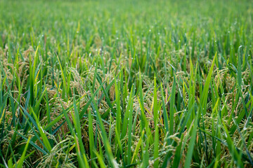 Closeup of yellow paddy rice field with green leaf. Ripe rice, in the paddy fields. Golden paddy rice field before harvesting. Close-up to rice seeds in ear of paddy.