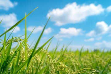 Obraz premium close up view of paddy field under blue sky