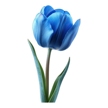 Blue tulip flower isolated on white background