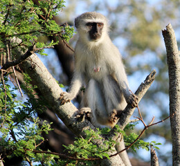 Female Vervet monkey (Chlorocebus pygerythrus) on a tree : (pix Sanjiv Shukla)