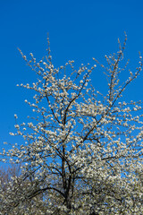 Blooming apple tree in the spring garden