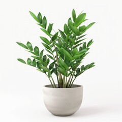 Fototapeta premium 3D realistic zamioculcas plant in pot isolated on white background
