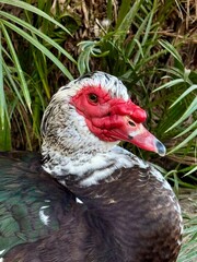 The male Muscovy domestic duck.