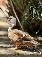 duck in the park