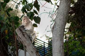 monkey sitting in a tree on a beach, sunny summer day, hot and relaxing weather