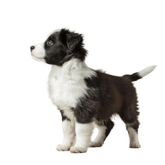 A black and white puppy standing in the transparent backgroundness