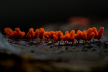 Group of raspberry slime molds grow on dried leaf, with shallow depth of field
